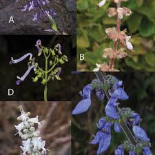 Image result for Ceropegia namuliensis