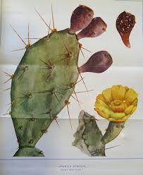 The prickly pear cactus is a plant or shrub, erect or creeping, which can reach 3 to 6m high and occupies large areas. A Prickly Invasion The People Environment Blog