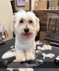 Pet Grooming Services in Dewey this Month