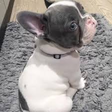 Cl orlando > for sale. Jojo French Bulldog