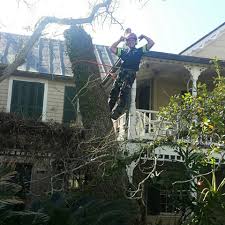 We serve thousands of jacksonville residents throughout ponte vedra, sawgrass, palm valley, nocatee and st. Treeco In Jacksonville Treeco