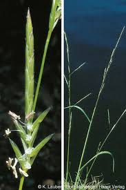 Image result for Glyceria fluitans