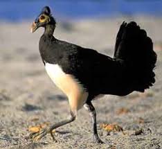 Black And White Bird With Large Orange Beak Pin On Exploring Eastern Indonesia