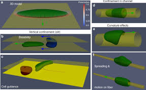 İngilizce türkçe online sözlük tureng. Confinement And Substrate Topography Control Cell Migration In A 3d Computational Model Communications Physics