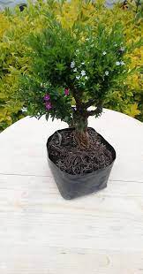 Para orlas, bancales, para adornar rocallas, para formar grupos aislados. Diy Plant S Mosteras Clavelinas Y Bonsai Lluvia De Facebook