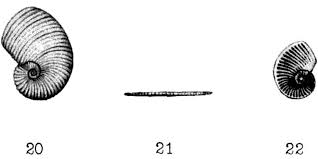 Image result for Operculina