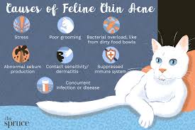 Cats can have a type of obsessive/compulsive disorder and lick themselves until their skin is raw. How To Treat Chin Acne In Cats