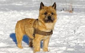 4.4 out of 5 stars. Cairn Terrier A Toto Ly Awesome Dog Breed