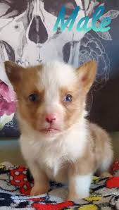 Arizona Livestock, Tack And Ranch Equipment Buy, Sell and Trade.