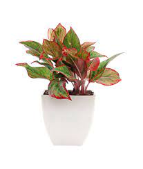 Pin On Plant Lady
