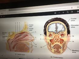 Every one to seven hours, your nasal passageways. Figure 32 2 Nasal Structures Within Nasal Cavity Diagram Quizlet