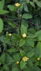 Image result for Malvastrum coromandelianum