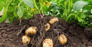 Cara berkembang biak kentang dengan menggunakan umbi batang. Tumbuhan Yang Berkembang Biak Dengan Umbi Batang Gambarnya