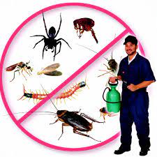Serving san francisco, the peninsula & the south bay. 5 Best Pest Control Companies In San Jose Top Pest Control Companies