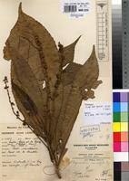 Image result for Argomuellera