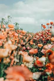 Included are aesthetic clothes, attitude, items, filters, feed, and more! Aesthetic Flowers Iphone Wallpapers Top Free Aesthetic Flowers Iphone Backgrounds Wallpaperaccess
