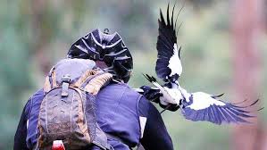 James glindemann, 68, of sale, recovers after being swooped by a magpie while eating a chinese takeaway meal in the victorian town on tuesday. Don T Make Eyes At Magpies This Swooping Season