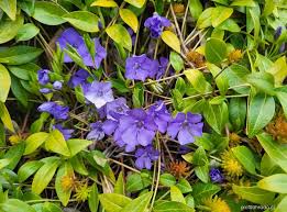 Image result for foto moud Forsterův