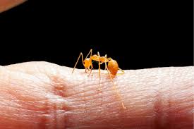 Image result for ant bite