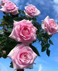 See more ideas about beautiful roses, beautiful flowers, flowers. Pink Roses Pink Flowers Pretty Flowers Beautiful Flowers