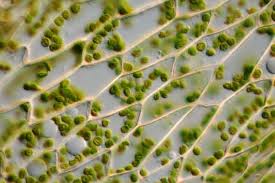 Kerja dari setiap bagian organel sel tumbuhan memungkinkan sel tumbuhan untuk bisa berfungsi dengan baik demi. Pengertian Sel Tumbuhan Ciri Ciri Fungsi Dan Jenisnya