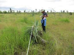 Image result for Andropogon fastigiatus