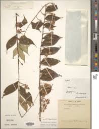 Image result for Craterosiphon quarrei