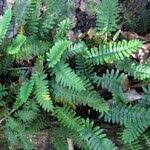 Image result for Pleopeltis