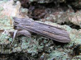 Image result for Cucullia umbratica