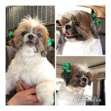 Professional pet grooming salon in san antonio, texas. Lucy S Doggy Daycare And Spa 83 Photos 116 Reviews Pet Groomers 2250 Thousand Oaks San Antonio Tx United States Phone Number Yelp