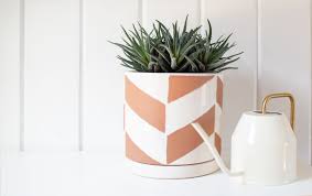 Learn how to care for these plants. Haworthia Plant Care And Growing Guide
