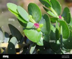 Image result for Cliffortia serpyllifolia
