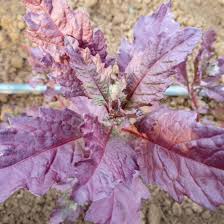 Image result for Dysphania ambrosioides