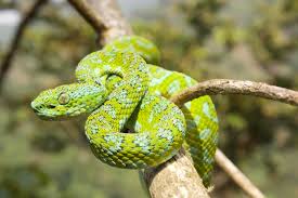 Image result for Bothriocline emilioides