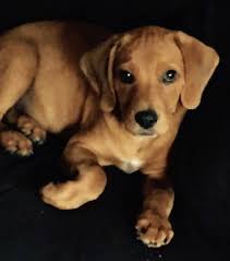 Miniature dachshund puppies for sale in ohio mini dachshund puppies for sale in cincinnati. Doxle Dog Breed Pictures 1