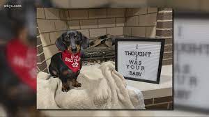 We did not find results for: Humane Society Of Summit County Holding Camp Adoptacat Wkyc Com