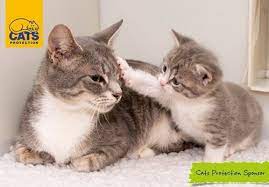 Our kittens are hand raised in private homes and many are bottle fed babies. Adopt A Cat Find A Cat To Adopt Cats Protection
