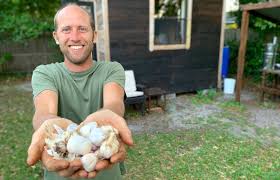 We did not find results for: Growing Garlic In Orlando Central Florida Rob Greenfield