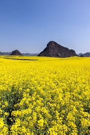 Canola Flower Fields China Colorful Places Canola Flower Romantic Island Getaways