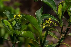 Image result for Psychotria capensis