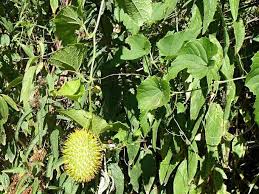 Image result for Momordica foetida
