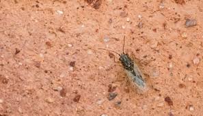 Check spelling or type a new query. 3 Little Black Bugs In Arizona That Annoys Arizona Residents