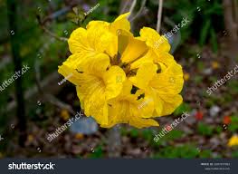 Image result for Handroanthus chrysotrichus