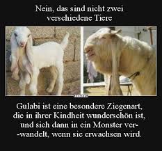 Besten bilder, videos und sprüche und es kommen täglich neue lustige facebook bilder auf debeste.de. Nein Das Sind Nicht Zwei Verschiedene Tiere Lustige Bilder Spruche Witze Echt Lustig