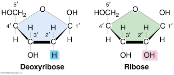 Pin On Biomolecules