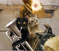 Introducing The Animal Orchestra Cats Musical Cat Entertainment Cats