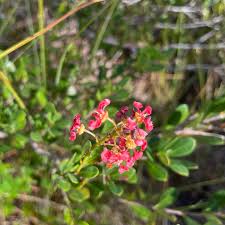 Image result for Psychotria auxopoda