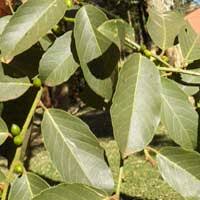 Image result for Bridelia micrantha