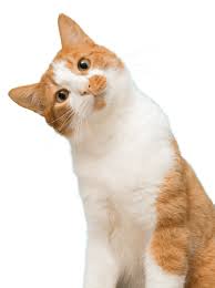 Use petfinder to find adoptable pets in your area. Cat Adoption Team Sherwood Cat Rescue Cat Adoption Center