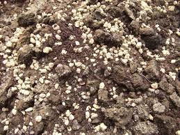 ディコンドラの植え方 グランドカバーにおススメディコンドラ ディコンドラ 梅の木 庭 ガーデニング